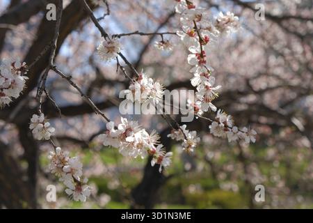 Rami di ciliegio in fiore da vicino. Albero ricoperto di piccoli fiori bianchi e viola ad aprile Foto Stock