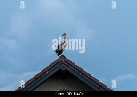 Cicogna bianca (Ciconia ciconia) seduta su un tetto. Scena rurale, MoÈ™niÈ™a NOUA, Romania Foto Stock