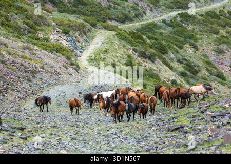 Grande gruppo di cavalli salendo sulla strada pietroso Foto Stock