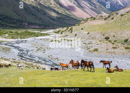 I cavalli che pascolano su erba in montagna Foto Stock