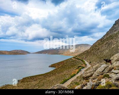 Una capra si affaccia sulla baia di Arginonta sull'isola di Kalymnos in Grecia. La Valle dell'Arginonta è Una destinazione popolare per gli scalatori sportivi Foto Stock