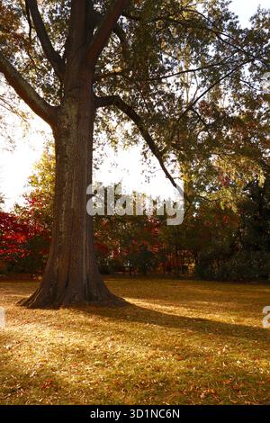 Grande albero e erba dorata in autunno Foto Stock
