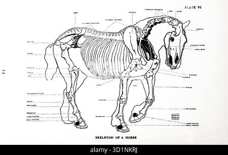 Skeleton of a Horse Animal Drawing and Anatomy di EDWIN NOBLE data di pubblicazione 1928 Publisher B. T. BATSFORD, LTD Foto Stock
