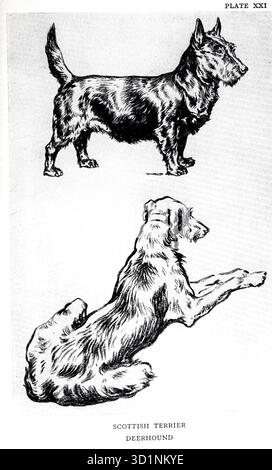 SCOTTISH TERRIER and DEERHOUND Animal Drawing and Anatomy di EDWIN NOBLE data di pubblicazione 1928 Editore B. T. BATSFORD, LTD Foto Stock