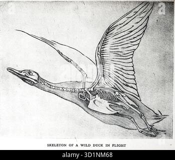 Scheletro di un'anatra selvatica in volo Animal Drawing and Anatomy di EDWIN NOBLE data di pubblicazione 1928 Publisher B. T. BATSFORD, LTD Foto Stock