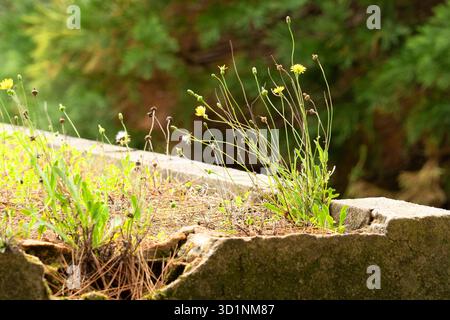 Fiori di dente di leone giallo selvatico che crescono in una struttura in cemento incrinato Foto Stock