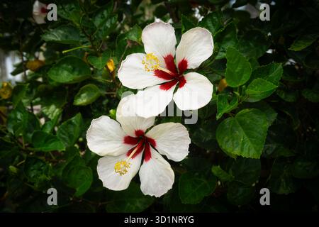 Primo piano di un ibisco bianco (Hibiscus rosa-Sinensis) con gola rossa catturata tra il fogliame verde nell'ambiente tropicale della Malesia. Foto Stock