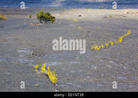 Giovani felci e piante ohia lehua che crescono attraverso la lava vecchia sul fondo arido del cratere Kilauea nel Parco Nazionale dei Vulcani delle Hawaii, Big Island, Hawai Foto Stock