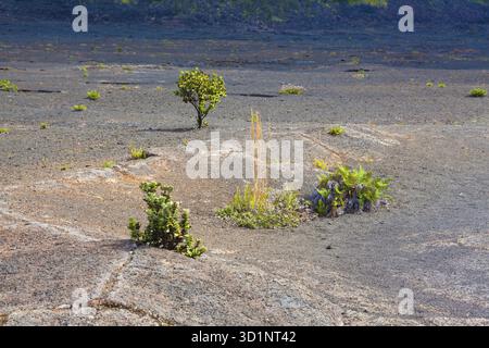 Giovani felci e piante ohia lehua che crescono attraverso la lava vecchia sul fondo arido del cratere Kilauea nel Parco Nazionale dei Vulcani delle Hawaii, Big Island, Hawai Foto Stock