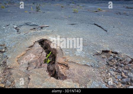 Giovani felci che crescono attraverso la lava vecchia sul fondo arido del cratere Kilauea nel Parco Nazionale dei Vulcani delle Hawaii, Big Island, Hawaii Foto Stock