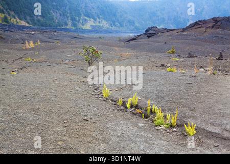 Giovani felci e piante ohia lehua che crescono attraverso la lava vecchia sul fondo arido del cratere Kilauea nel Parco Nazionale dei Vulcani delle Hawaii, Big Island, Hawai Foto Stock