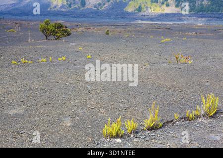 Giovani felci che crescono attraverso la lava vecchia sul fondo arido del cratere Kilauea nel Parco Nazionale dei Vulcani delle Hawaii, Big Island, Hawaii Foto Stock