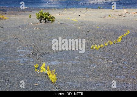 Giovani felci e piante ohia lehua che crescono attraverso la lava vecchia sul fondo arido del cratere Kilauea nel Parco Nazionale dei Vulcani delle Hawaii, Big Island, Hawai Foto Stock