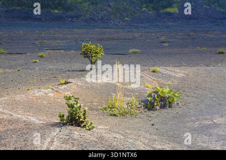 Giovani felci e piante ohia lehua che crescono attraverso la lava vecchia sul fondo arido del cratere Kilauea nel Parco Nazionale dei Vulcani delle Hawaii, Big Island, Hawai Foto Stock