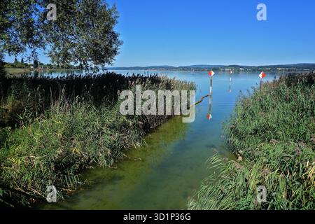 Wollmatinger Ried vicino all'isola di Reichenau; lago di Costanza; Baden-Württemberg; Germania Foto Stock