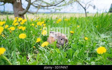 Coniglio domestico su un prato primaverile con erba verde fresca e fiori di dente di leone, coniglio in natura Foto Stock