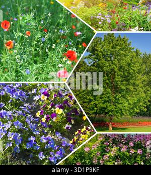 Un vivace collage fotografico mostra una varietà di fiori colorati di primavera ed estate, tra cui papaveri rossi, pansie blu e fiori selvatici rosa Foto Stock