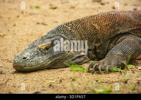Ritratto del drago di Komodo che riposa sull'isola di Rinca nel Parco Nazionale di Komodo, Nusa Tenggara, Indonesia Foto Stock