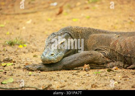 Ritratto del drago di Komodo che riposa sull'isola di Rinca nel Parco Nazionale di Komodo, Nusa Tenggara, Indonesia Foto Stock