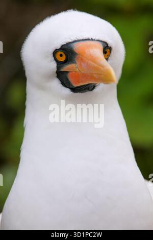 Ritratto di Nazca Booby (Sula granti) Foto Stock