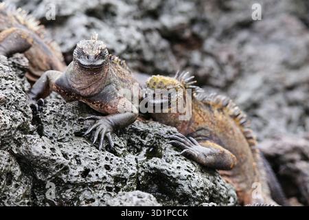 Iguane Marine sull isola di Santiago in Galapagos National Park, Ecuador. Iguana marina si trova solo sulle isole Galapagos Foto Stock