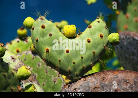 Fico d'India delle Galapagos a forma di cuore sull'isola di Rabida, Parco Nazionale delle Galapagos, Ecuador Foto Stock