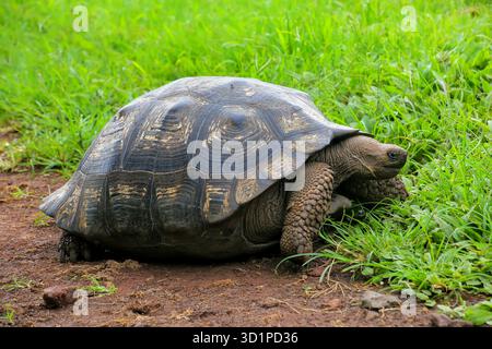 Le Galapagos La tartaruga gigante sull isola di Santa Cruz in Galapagos National Park, Ecuador Foto Stock
