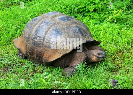 Le Galapagos La tartaruga gigante sull isola di Santa Cruz in Galapagos National Park, Ecuador Foto Stock