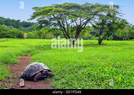 Le Galapagos La tartaruga gigante sull isola di Santa Cruz in Galapagos National Park, Ecuador Foto Stock