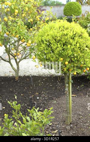 Alberi di limone e mandarini che crescono nel giardino ornamentale Foto Stock