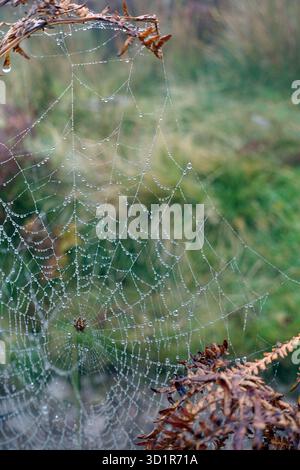 Ragni Web con goccioline di pioggia su Bracken vicino alla cima del Wainwright 'Helm Crag' (l'Howitzer) vicino a Grasmere nel Lake District, Cumbria, Regno Unito Foto Stock