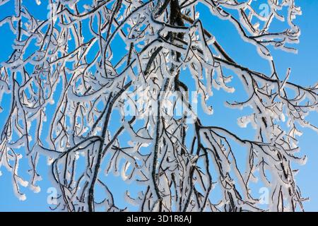 Rami ricoperti di trasformata per forte gradiente frost mentre il sole splende Foto Stock