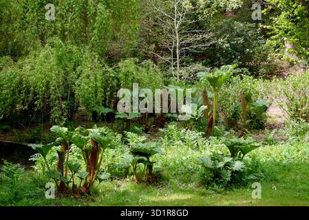 Impianto Gunnera Tinctoria 'Giant Rhubarb' in mostra presso l'Azalea Bowl Pond/Lake a Exbury Gardens, New Forest, Hampshire, Inghilterra, Regno Unito Foto Stock