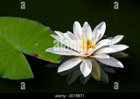 Un bellissimo acquarello bianco Foto Stock