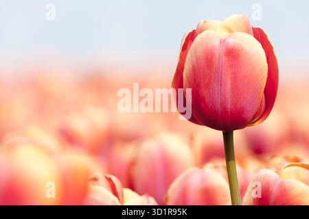 Pink tulip fotografati con una messa a fuoco selettiva e una profondità di campo ridotta Foto Stock