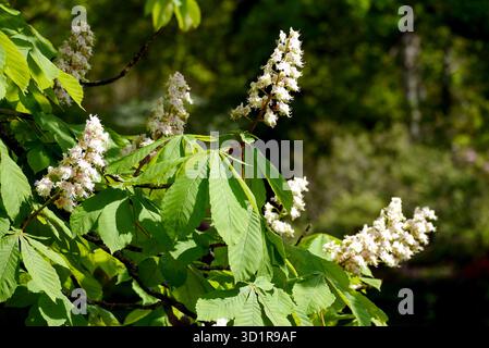 Aesculus Hippocastanum 'European Horse-Chestnut (Conker Tree) Flowers in display the Borders by the Pathways at Exbury Gardens, New Forest, Regno Unito. Foto Stock