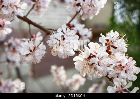 Fioritura primaverile di albicocche. Splendida scena naturale con alberi di albicocca in fiore. Fiori primaverili. Bel dettaglio Orchard. Primavera Foto Stock