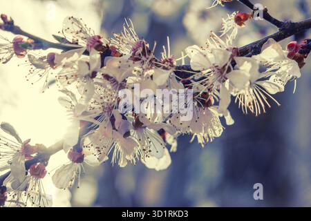 I ciliegi fioriscono nel primo piano del ramo Foto Stock