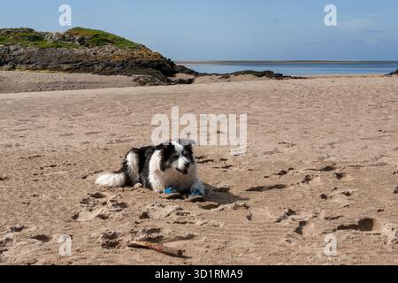 Senior Border Collie indossa stivali sulle zampe anteriori artritiche, ma si diverte a stare fuori per la sua passeggiata: Carreg Wen Beach, Gwynedd, Galles Foto Stock