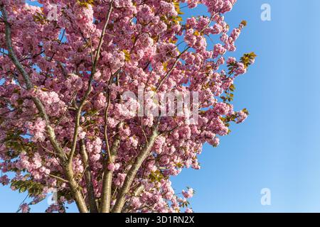 Fiori di Ciliegio e fiori di colore rosa sul cielo blu sullo sfondo Foto Stock