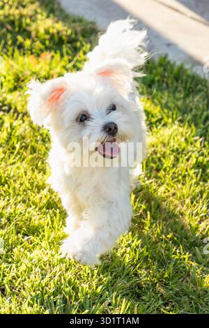 Adorabile cucciolo maltese che gioca nel cortile Foto Stock