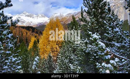 Immagine unica di un larice giallo dorato tra abeti innevati nelle Alpi svizzere con vette di montagna sullo sfondo, la Svizzera Foto Stock