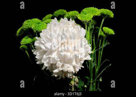 Crisantemo bianco e verde su sfondo nero Foto Stock