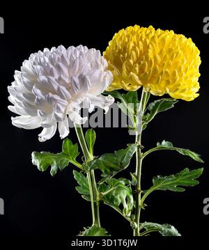 Crisantemi bianchi e gialli su sfondo nero Foto Stock