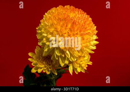 Safari al Chrysanthemum arancione su sfondo rosso Foto Stock