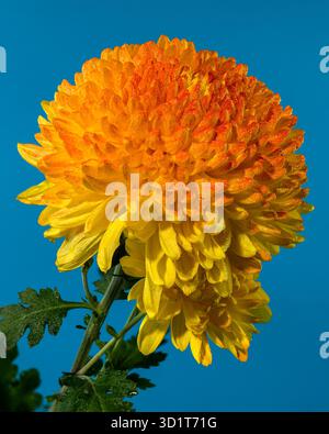Safari al Chrysanthemum arancione su sfondo blu Foto Stock