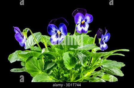 Pansie viola, fiore viola Foto Stock