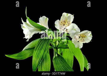 Fiore di Alstroemeria bianco su sfondo nero Foto Stock