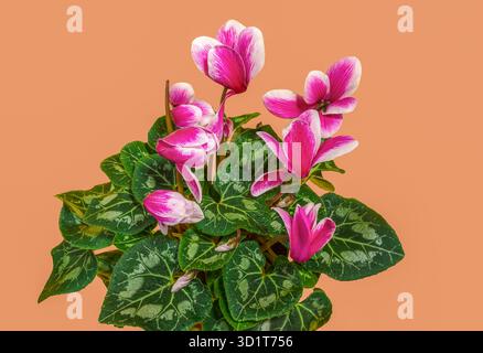Ciclamino con fiori rosa su sfondo rosa Foto Stock