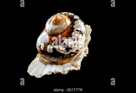 South African Turban Shell su sfondo nero Foto Stock